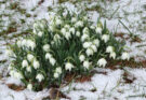 Februar